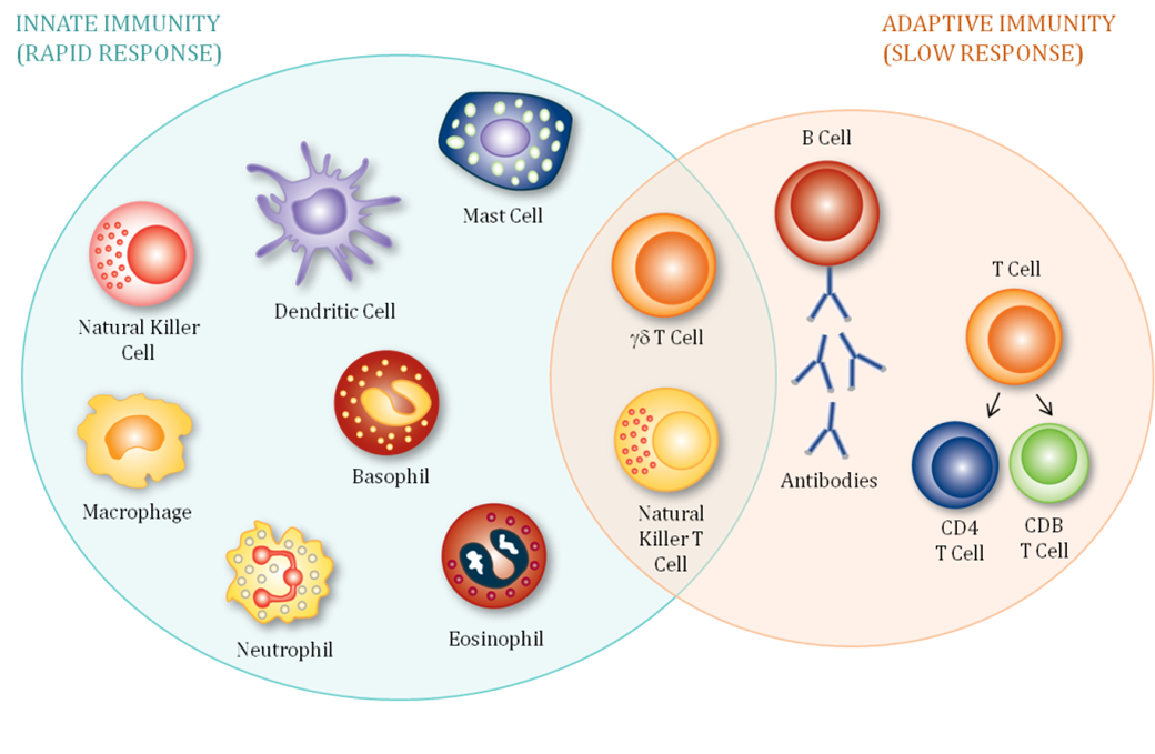 Flow Cytometry | Immunophenotyping | Altasciences